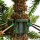Ялина штучна 1.55 м Triumph Tree Scandia Green (8711473060324) + 4
