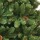 Ялина штучна з шишками 1.55 м Triumph Tree Empress Green (756770880143) + 1