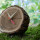 Настінний годинник TFA Tree-o-Clock (60304608) + 2