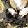 Рюкзак тактичний Red Rock Rover Sling Coyote (922171) + 5