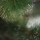 Сосна 0.9 м Елки Иголки Гордість Європи з білими кінчиками (S70509) + 1
