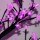 Світлодіодне дерево Welfull Квітуча сакура 96 LED рожевий (007-T-FL_Sakura-0,6м-P) + 2