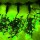 Гірлянда-дощ світлодіодна зелена Welfull 2х3 м (005-V-PVC-дождь 2*3-G) + 4