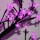 Світлодіодне дерево Welfull Квітучий бонсай 64 LED рожевий (007-T-FL_Sakura-0,45м-P) + 1