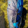 Туристичний рюкзак Tramp Sigurd 60+10 Blue (UTRP-045-blue) + 7